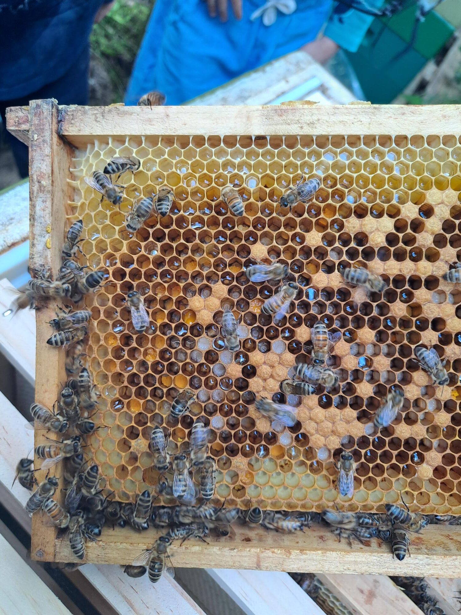 03.07.2024 Bienen aus der Nähe beobachten 